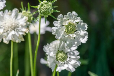 Garten Skabiose Scabiosa caucasica 'Perfecta Alba' 5-10 Topf 9x9 cm (P9) Scabiosa caucasica 'Perfecta Alba'