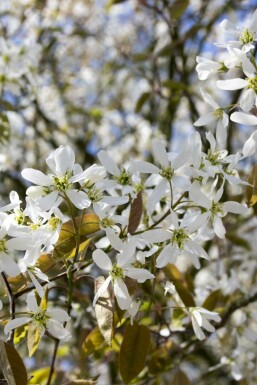 Felsenbirne Amelanchier spicata strauch Amelanchier spicata Strauch
