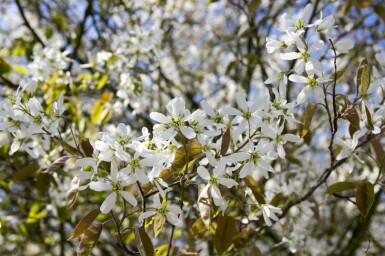 Felsenbirne Amelanchier spicata strauch Amelanchier spicata Strauch