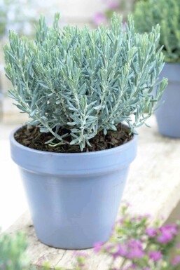 Lavendelheide Andromeda polifolia 'Blue Lagoon' strauch Andromeda polifolia 'Blue Lagoon'