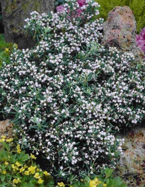 Lavendelheide Andromeda polifolia 'Compacta' strauch Andromeda polifolia 'Compacta' Strauch