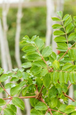 Japanischer angelikabaum Aralia elata strauch Aralia elata Strauch