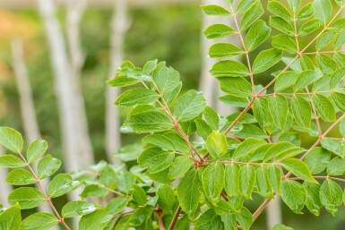 Japanischer angelikabaum Aralia elata strauch Aralia elata Strauch