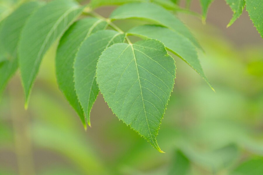 Japanischer angelikabaum Aralia elata strauch Aralia elata Strauch