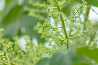 Japanischer angelikabaum Aralia elata strauch Aralia elata Strauch