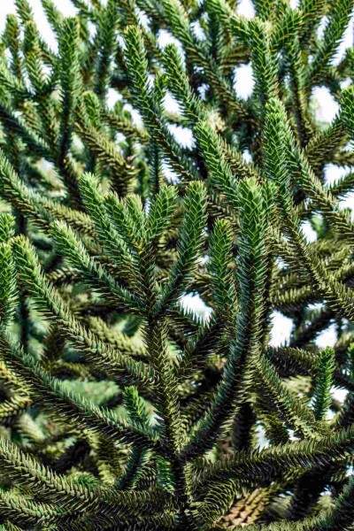 Andentanne Araucaria araucana strauch Araucaria araucana Strauch
