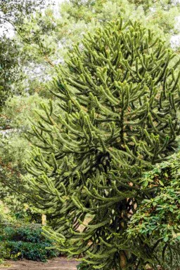 Andentanne Araucaria araucana strauch Araucaria araucana Strauch