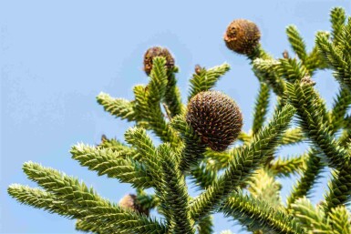 Andentanne Araucaria araucana strauch Araucaria araucana Strauch