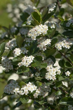 Aronia Aronia prunifolia 'Viking' strauch Aronia prunifolia 'Viking' Strauch