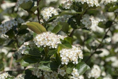 Aronia Aronia prunifolia 'Viking' strauch Aronia prunifolia 'Viking' Strauch