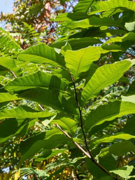 Indianerbanane Asimina triloba strauch Asimina triloba Strauch