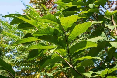 Indianerbanane Asimina triloba strauch Asimina triloba