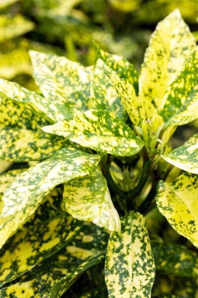 Japanische aukube Aucuba japonica 'Crotonifolia' strauch 30-40 C2 Aucuba japonica 'Crotonifolia' Strauch 30-40 cm