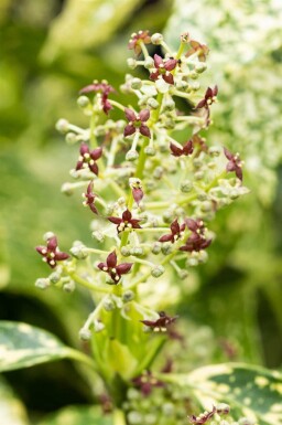 Japanische aukube Aucuba japonica 'Crotonifolia' strauch 30-40 C2 Aucuba japonica 'Crotonifolia' Strauch 30-40 cm