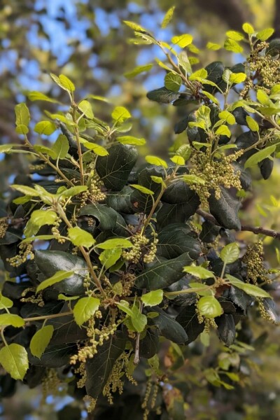 Schokoladenstrauch Azara microphylla Strauch 40-45 C10 Azara microphylla Strauch 40-45 cm