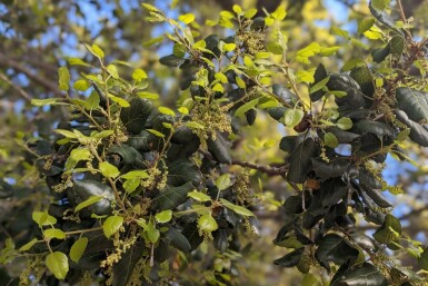 Schokoladenstrauch Azara microphylla strauch Azara microphylla