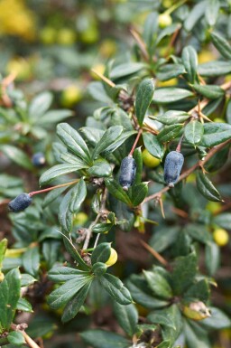 Berberitze Berberis candidula strauch Berberis candidula