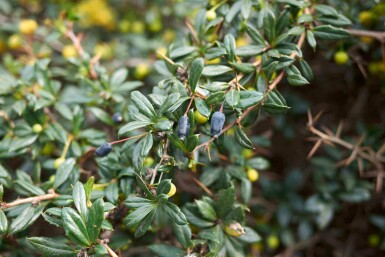 Berberitze Berberis candidula strauch Berberis candidula