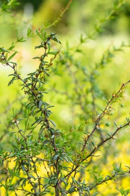Berberitze Berberis stenophylla strauch Berberis stenophylla Strauch