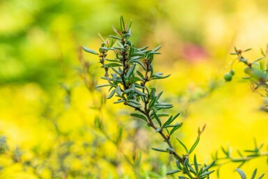 Berberitze Berberis stenophylla strauch Berberis stenophylla Strauch