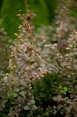 Thunbergs berberitze Berberis thunbergii strauch Berberis thunbergii Strauch