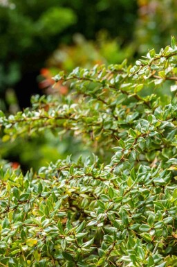 Warzige berberitze Berberis verruculosa strauch Berberis verruculosa Strauch