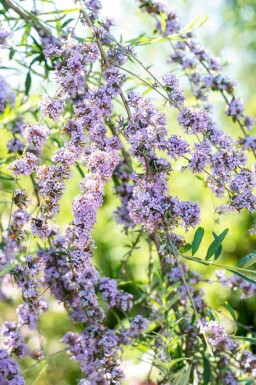 Sommerflieder Buddleja alternifolia strauch Buddleja alternifolia Strauch