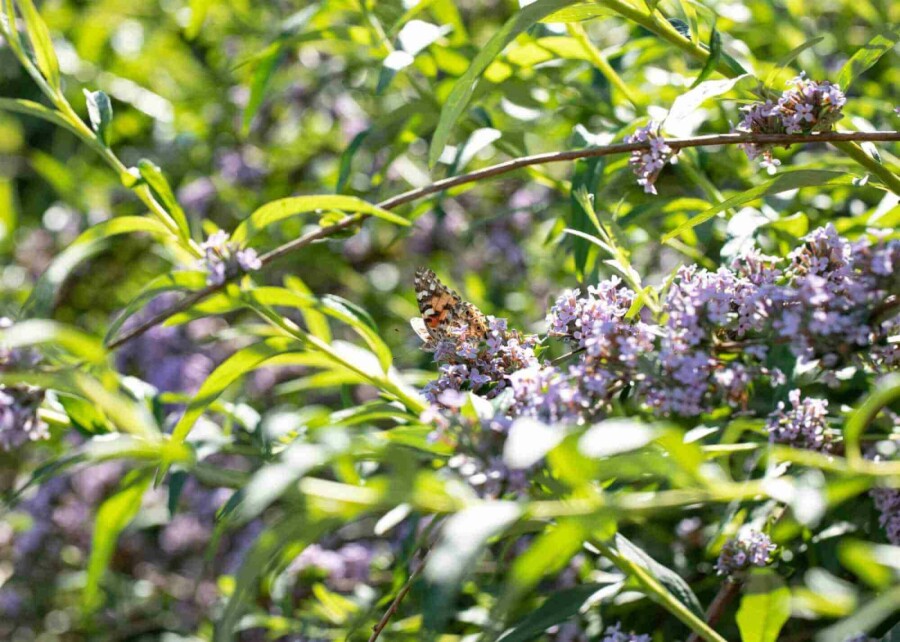 Sommerflieder Buddleja alternifolia strauch Buddleja alternifolia Strauch