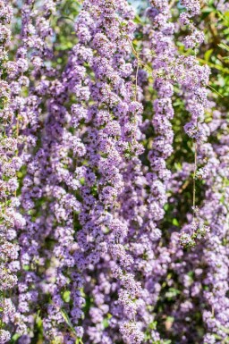 Sommerflieder Buddleja alternifolia strauch Buddleja alternifolia Strauch
