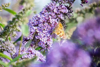 Sommerflieder Buddleja davidii 'Empire Blue' strauch Buddleja davidii 'Empire Blue' Strauch