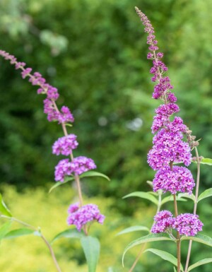 Sommerflieder Buddleja davidii 'Ile de France' strauch Buddleja davidii 'Ile de France' Strauch