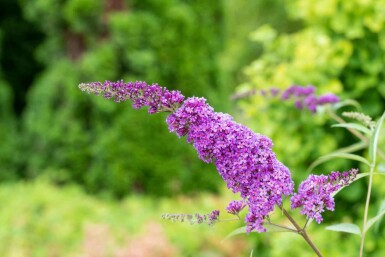 Sommerflieder Buddleja davidii 'Ile de France' strauch Buddleja davidii 'Ile de France' Strauch