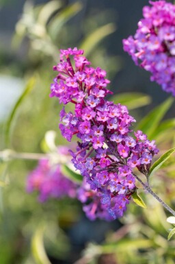 Sommerflieder Buddleja davidii 'Nanho Purple' strauch Buddleja davidii 'Nanho Purple' Strauch