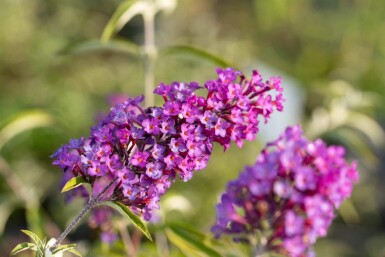 Sommerflieder Buddleja davidii 'Nanho Purple' strauch Buddleja davidii 'Nanho Purple' Strauch
