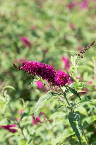 Sommerflieder Buddleja 'Miss Ruby' strauch Buddleja 'Miss Ruby' Strauch
