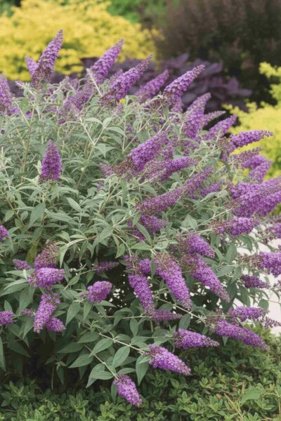 Buddleja 'Purple Chip' Strauch