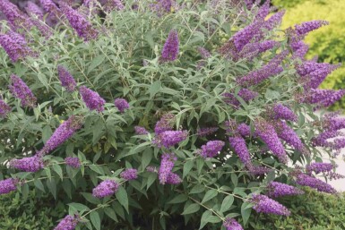 Sommerflieder Buddleja 'Purple Chip' strauch Buddleja 'Purple Chip' Strauch