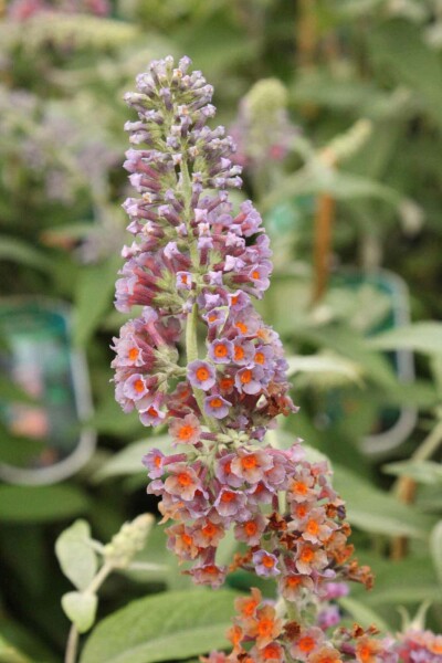 Sommerflieder Buddleja weyeriana 'Flower Power' strauch Buddleja weyeriana 'Flower Power' Strauch