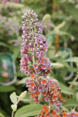 Sommerflieder Buddleja weyeriana 'Flower Power' strauch Buddleja weyeriana 'Flower Power'