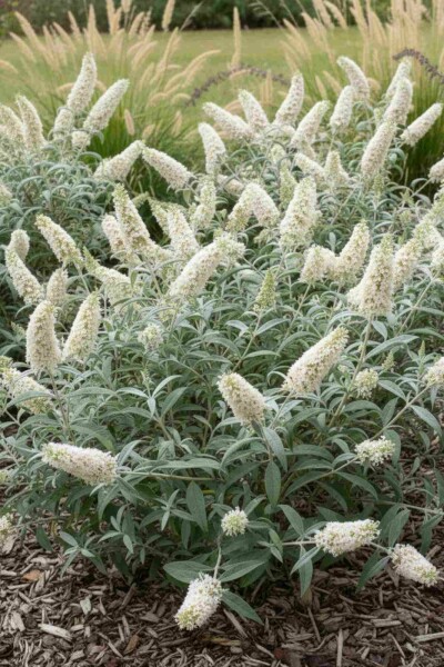 Buddleja 'White Ball' Strauch