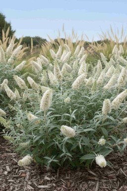 Sommerflieder Buddleja 'White Ball' strauch Buddleja 'White Ball' Strauch