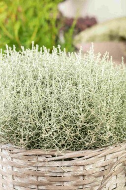 Silberkörbchen Calocephalus brownii strauch Calocephalus brownii Strauch