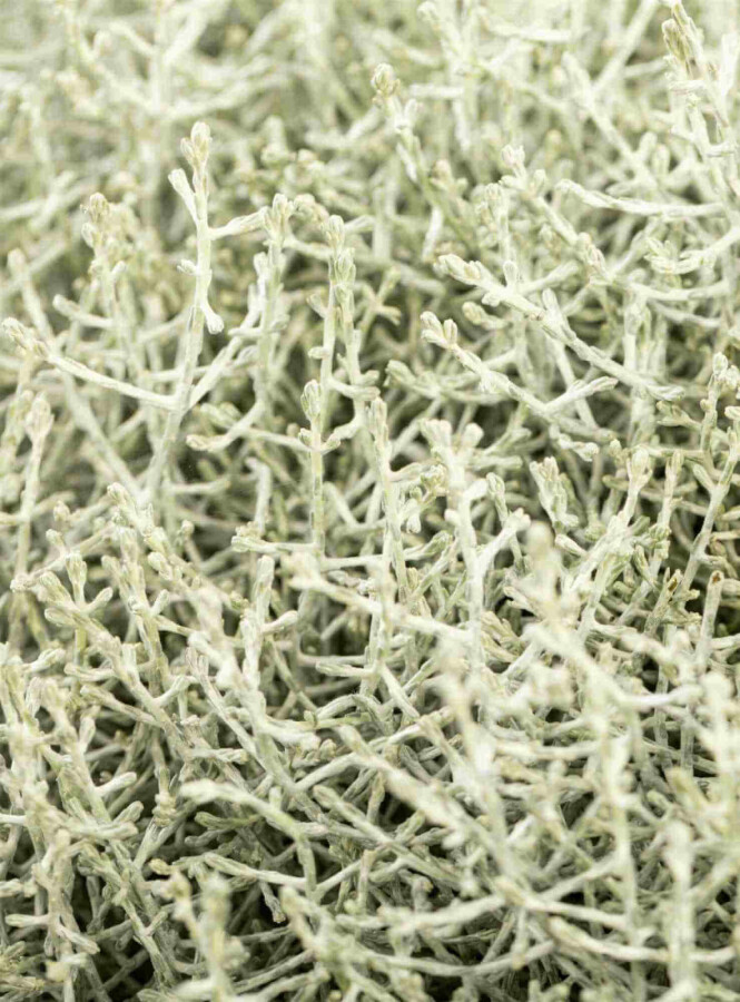 Silberkörbchen Calocephalus brownii strauch Calocephalus brownii Strauch