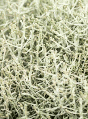 Silberkörbchen Calocephalus brownii strauch Calocephalus brownii Strauch