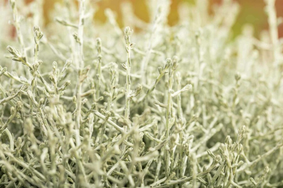 Silberkörbchen Calocephalus brownii strauch Calocephalus brownii Strauch