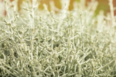 Silberkörbchen Calocephalus brownii strauch Calocephalus brownii Strauch