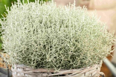 Silberkörbchen Calocephalus brownii strauch Calocephalus brownii Strauch