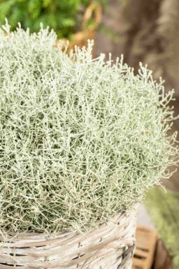 Silberkörbchen Calocephalus brownii strauch Calocephalus brownii Strauch