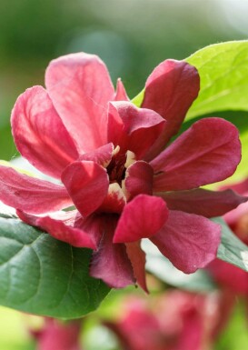 Gewürzstrauch Calycanthus 'Aphrodite' strauch Calycanthus 'Aphrodite'