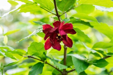 Gewürzstrauch Calycanthus floridus strauch Calycanthus floridus Strauch